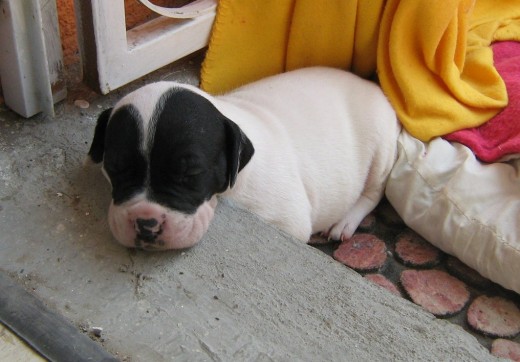 De cachorrito estaba algo gordito… por eso me pusieron Tony el gordo…